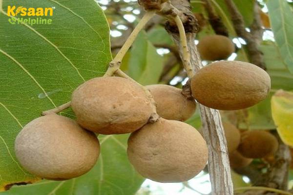 Bahera (बहेड़ा)